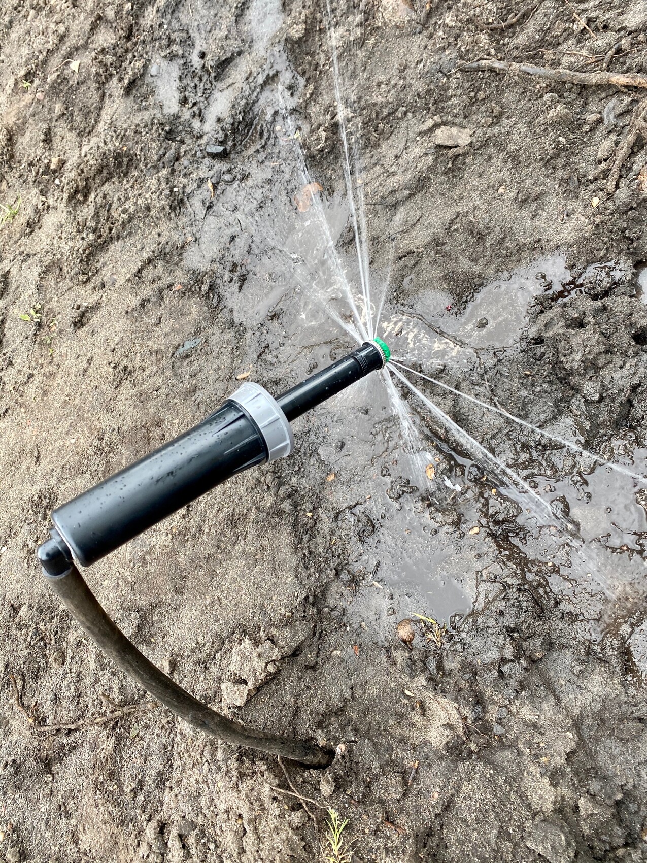 Kleiner Bewässerungssprenger am schwarzen Rohr, Wasser sprüht kreisförmig in schlammigem Boden.
