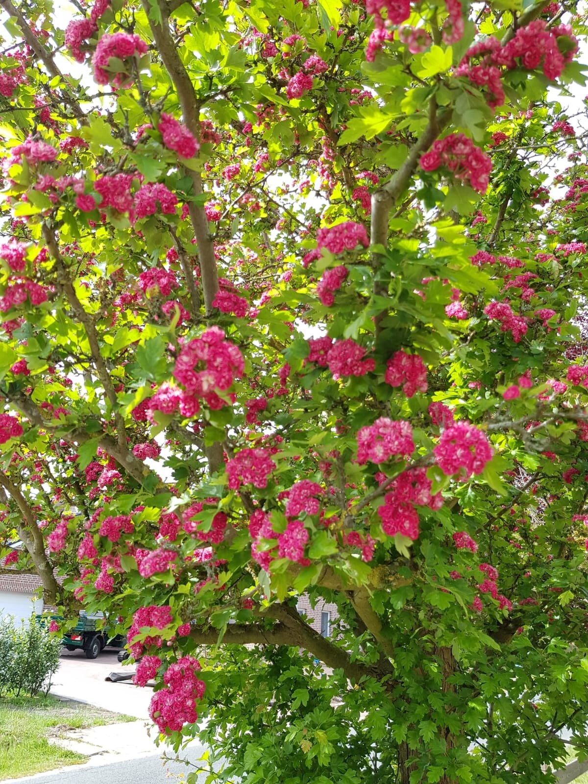 Decorative tree with dense pink flower clusters, green leaves, street scene with cars in the background