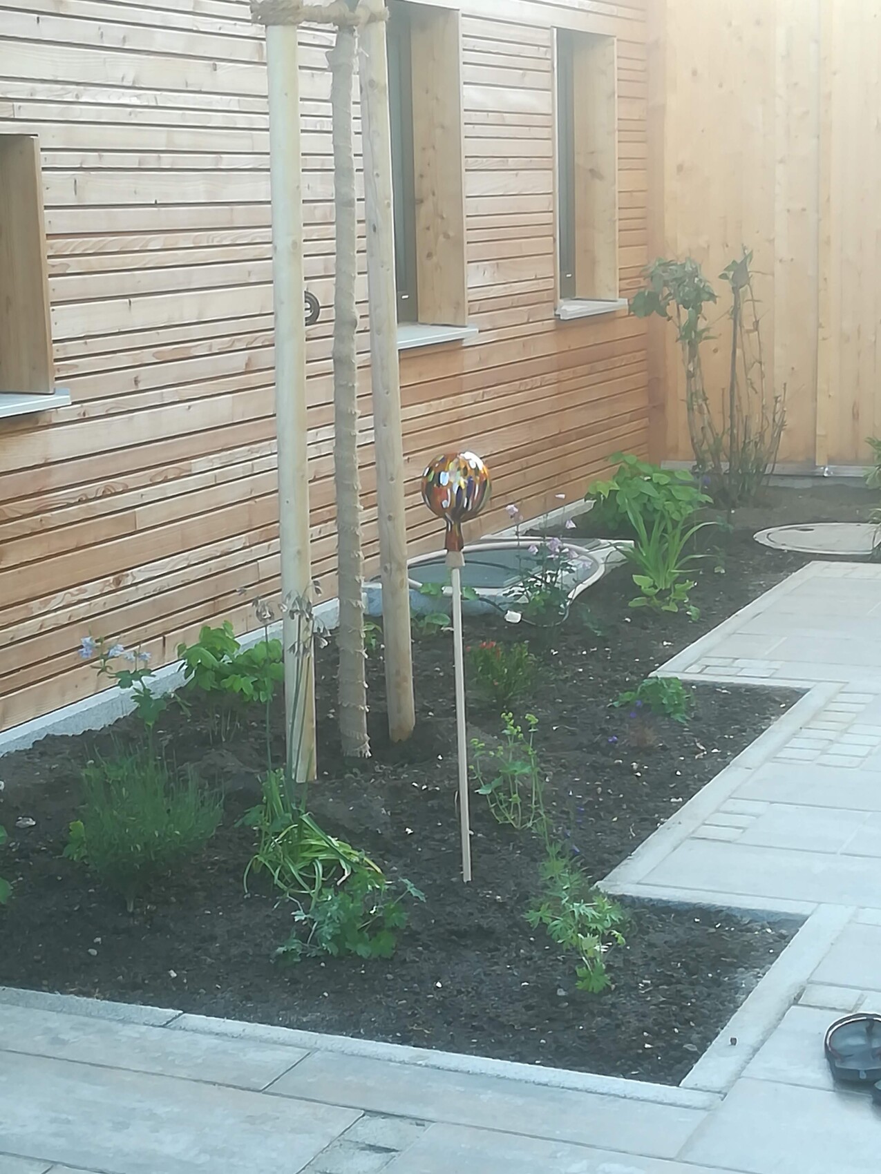 Garden path next to wooden wall with colorful glass orb garden stake and plants