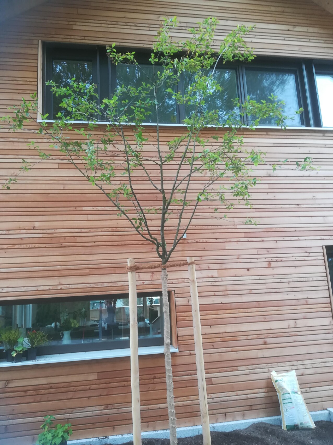 Young tree with three support stakes in front of a wooden facade, green leaves.