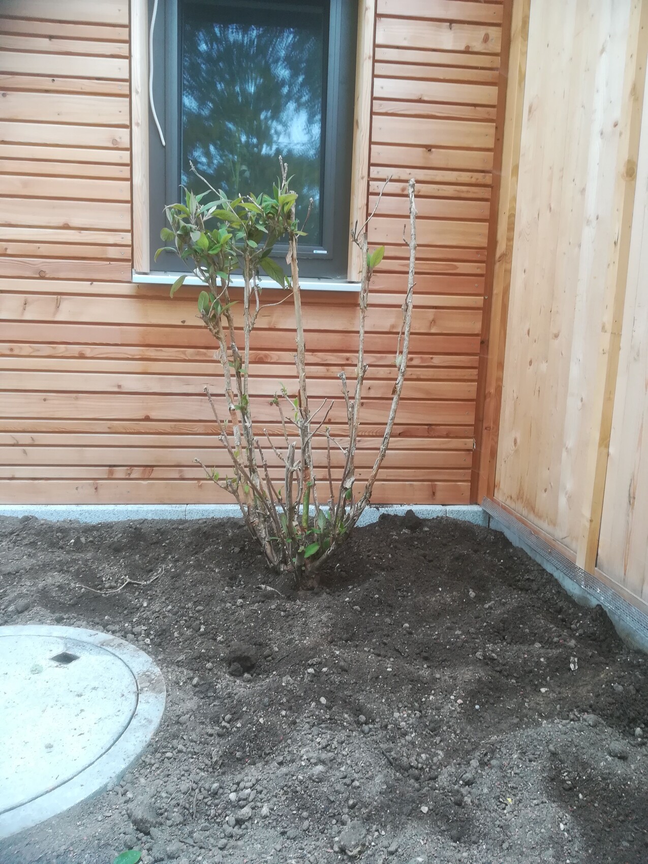 Small shrub with several upright stems in front of a wooden house wall, soil around.