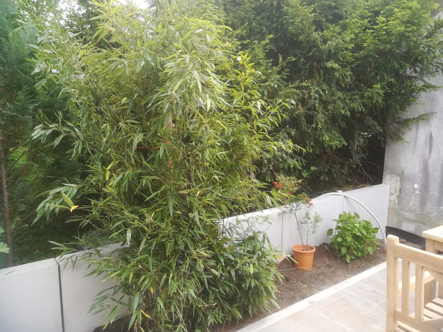 Large bamboo in the garden bed, next to potted plants and a wooden bench.