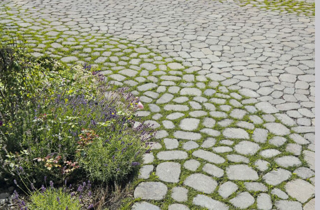 Gravel path with lavender and herb beds on the left.