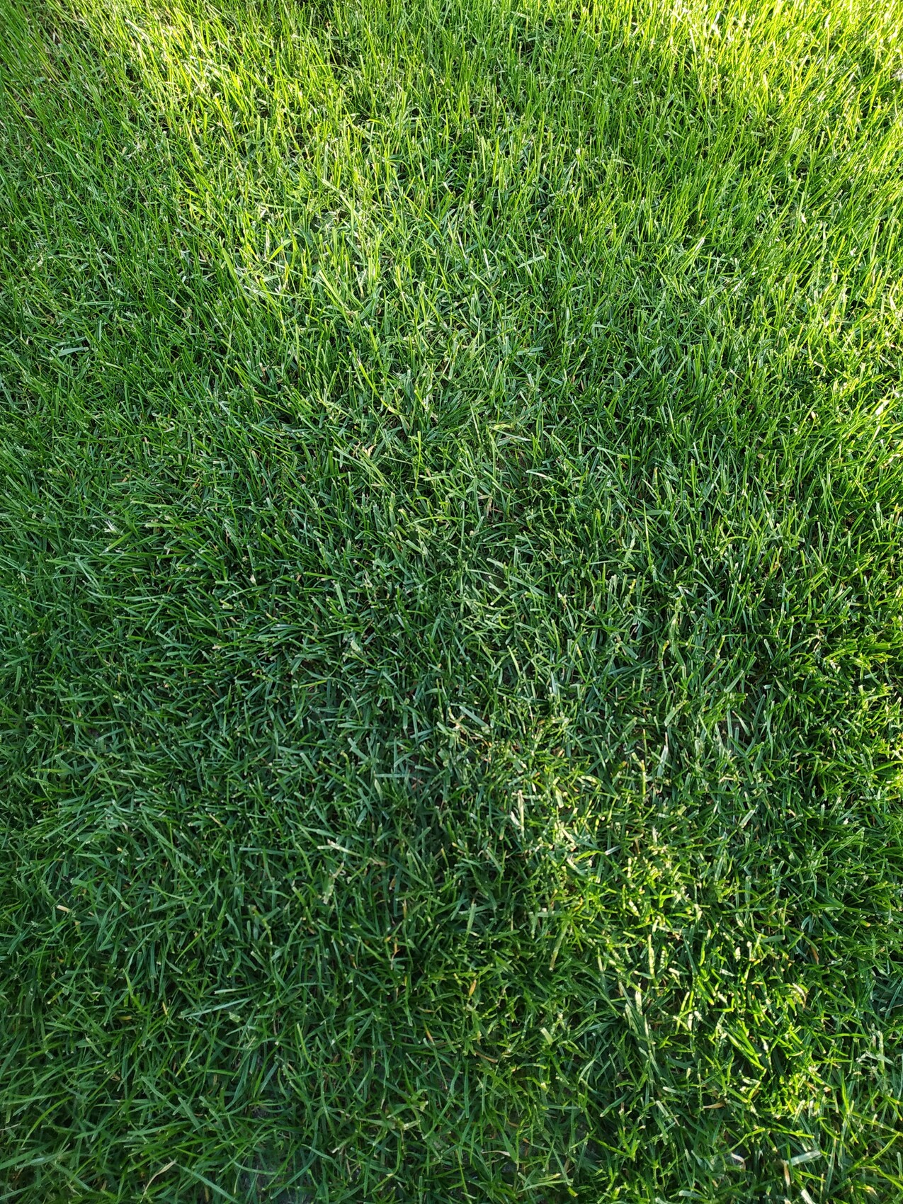 Nahaufnahme von gruenem Gras auf einer gepflegten Rasenfläche.