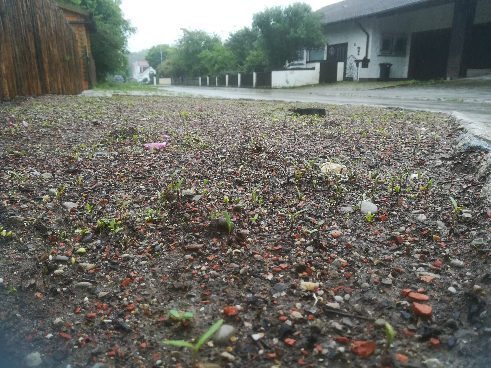 Unpaved garden soil with small grasses emerging, gravel, and adjacent houses.