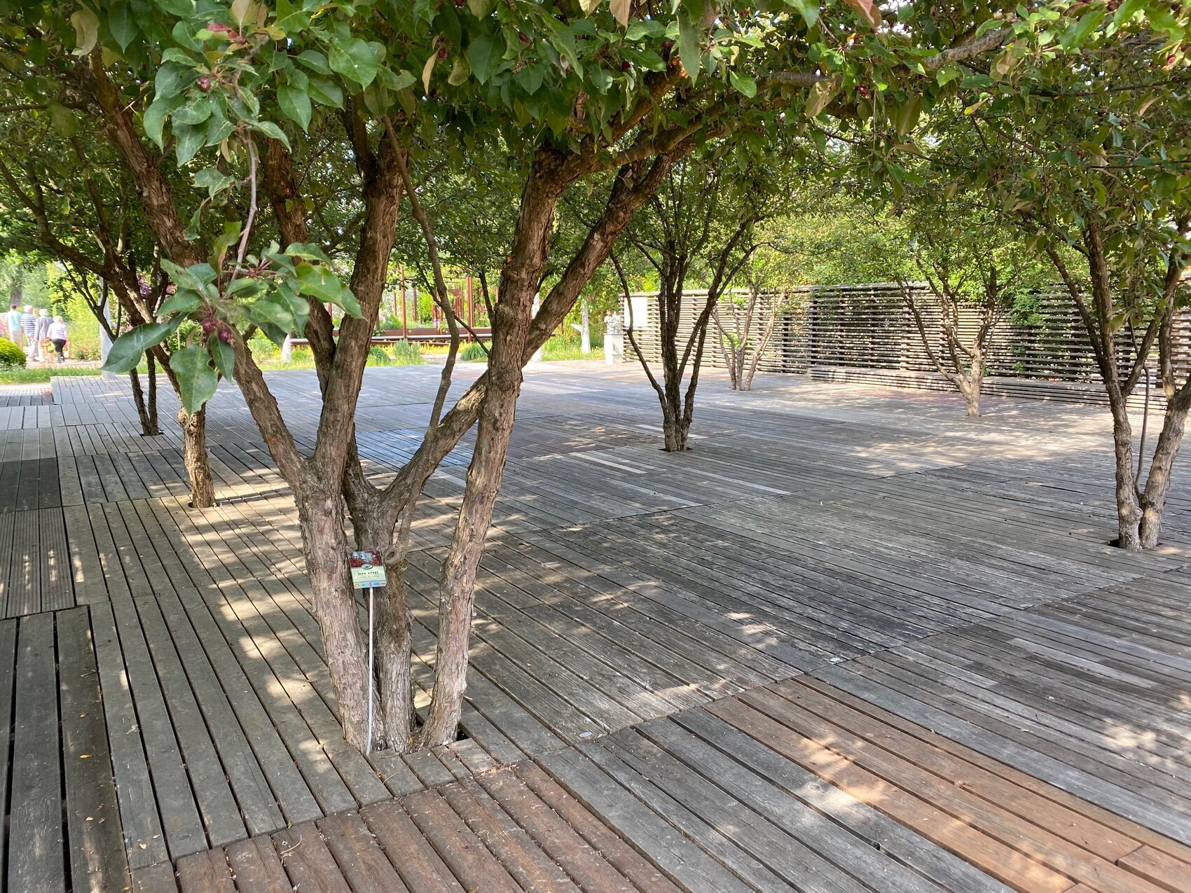 Wooden terrace in the garden with several trees and a shady leaf canopy, open outdoor area.