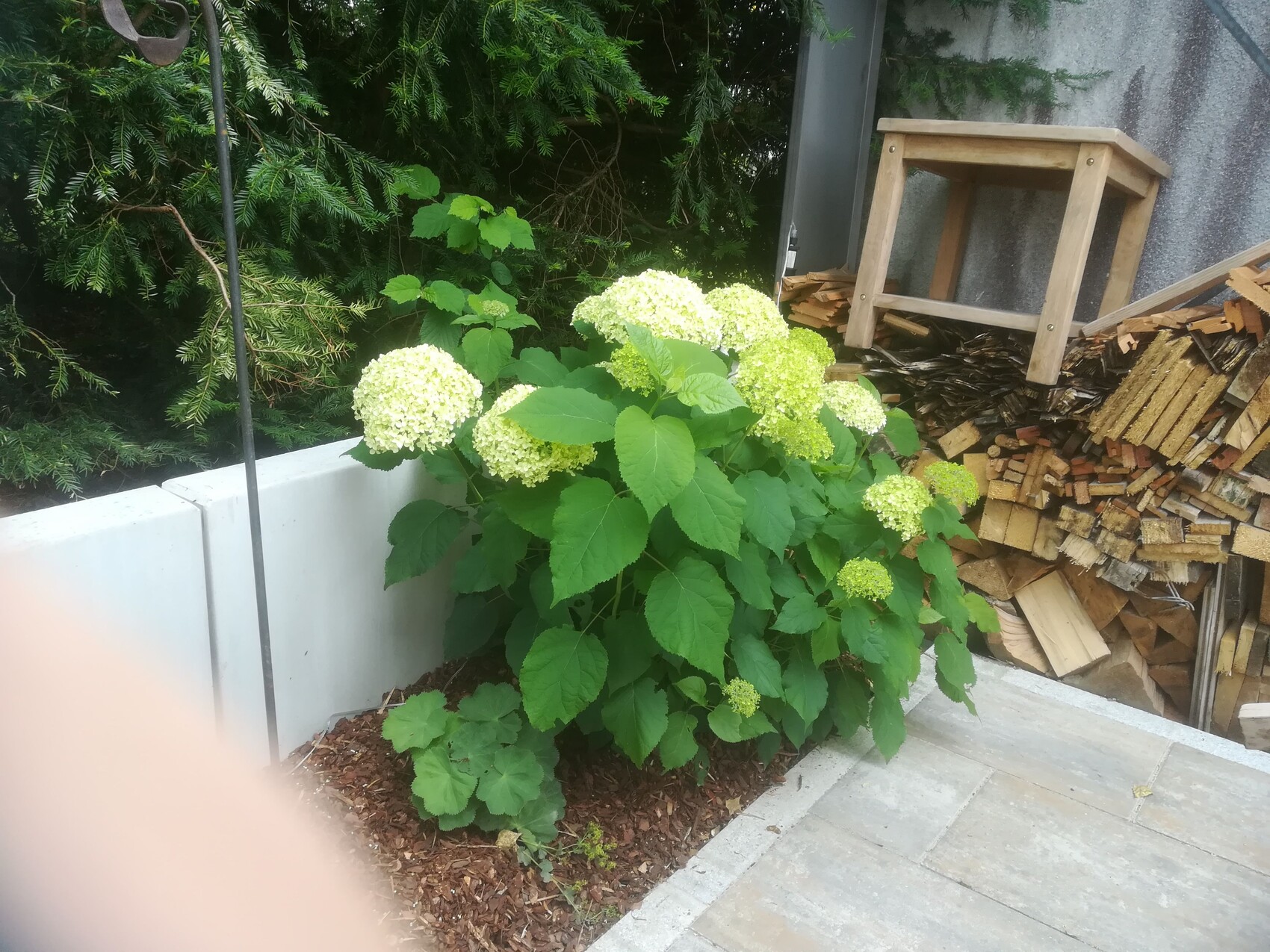 Large green hydrangea with light flower heads next to woodpile and chair.
