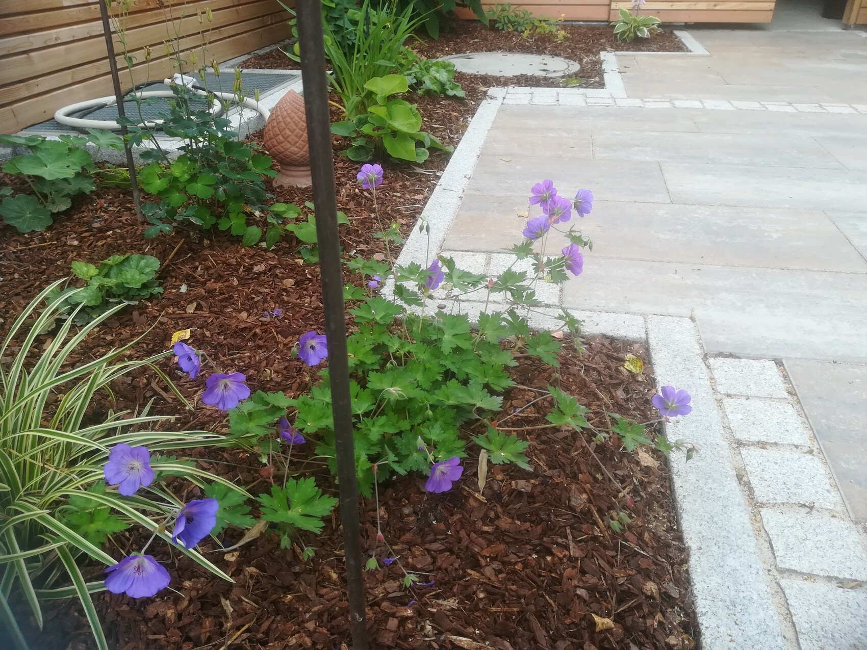 Garden bed with purple geraniums, mulch, and paved path.