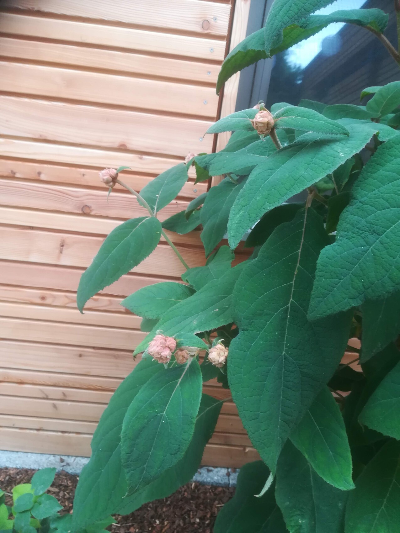 Large green shrub with oval leaves and pink flower buds in front of wooden fence.