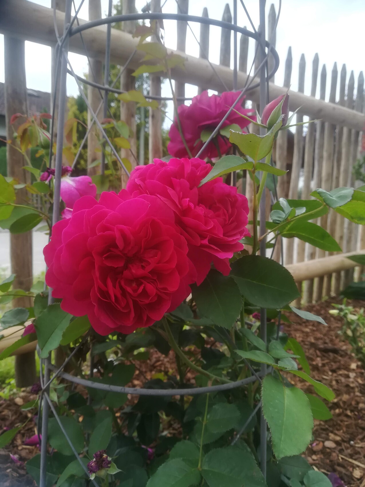 Large pink roses on a trellis in front of wooden fence; green leaves and mulch ground.