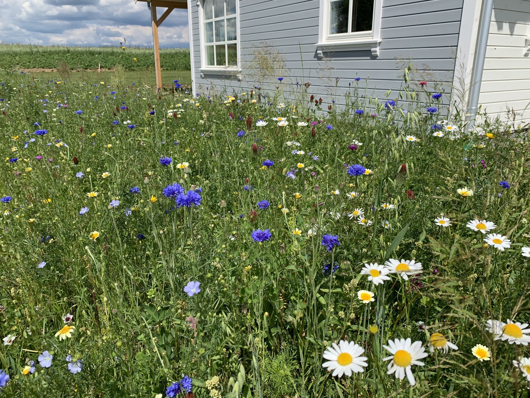 Wildflower meadow in front of a blue house with a window; blue cornflowers and white daisies.