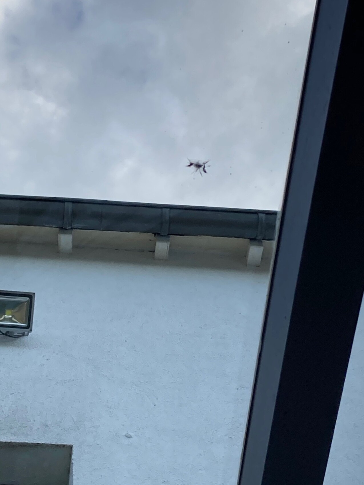 Small spider with eight legs sitting on the window glass against a grey cloudy sky.