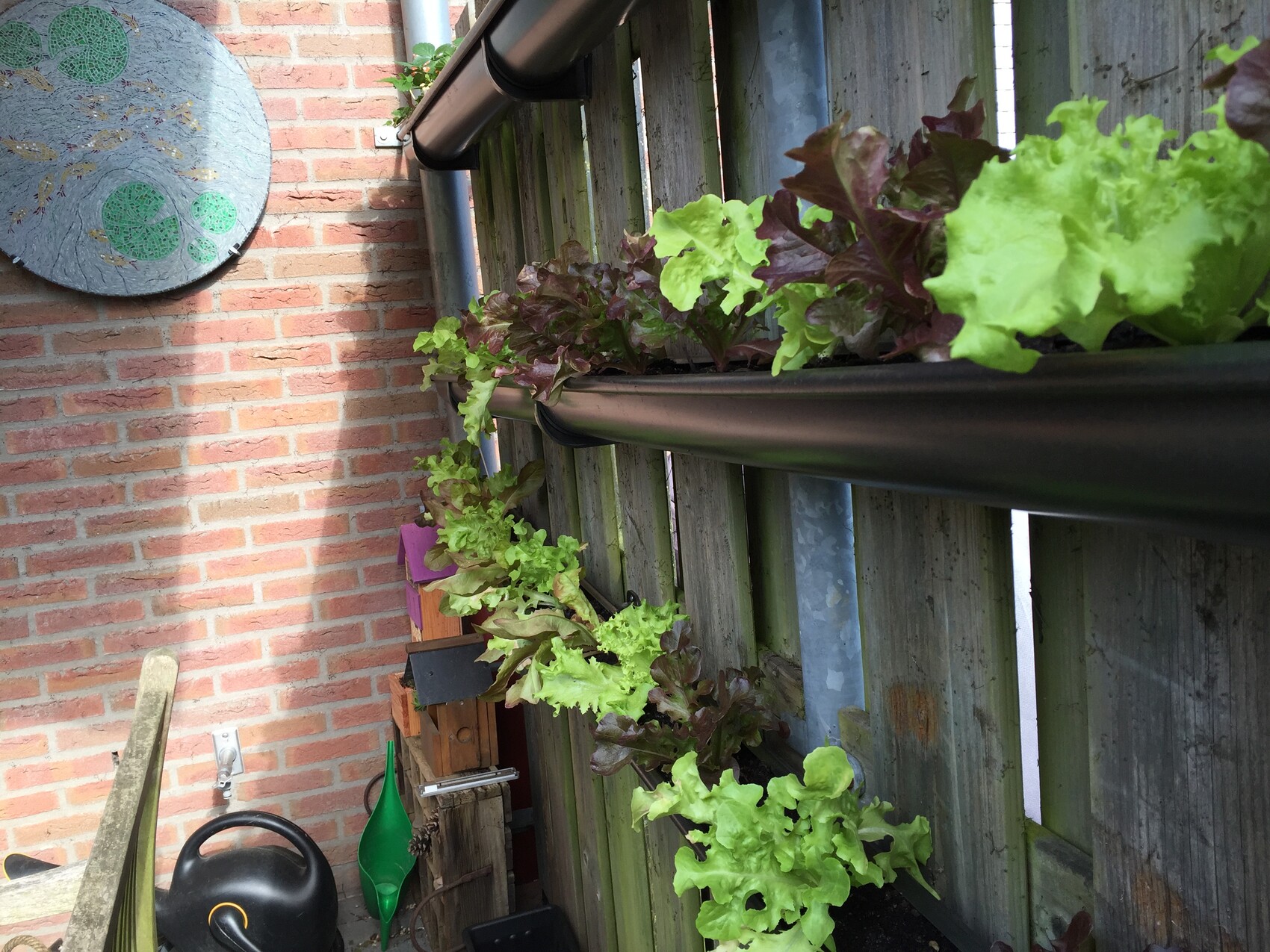 Garden wall with black planting gutters on the fence, green and red lettuce plants.