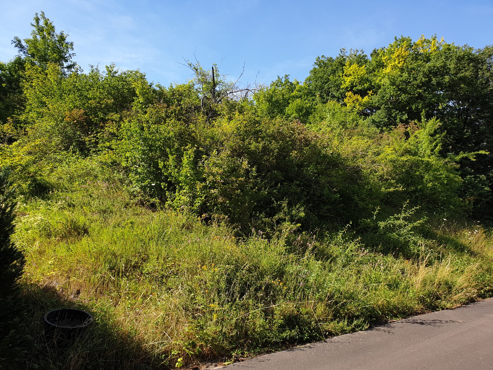 Roadside with lush vegetation: bushes, grasses, and trees against a blue sky.