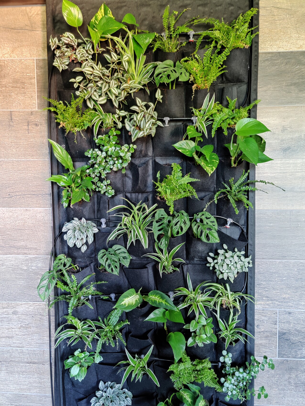 Vertical plant wall made of black pockets, densely planted with green plants and ferns.