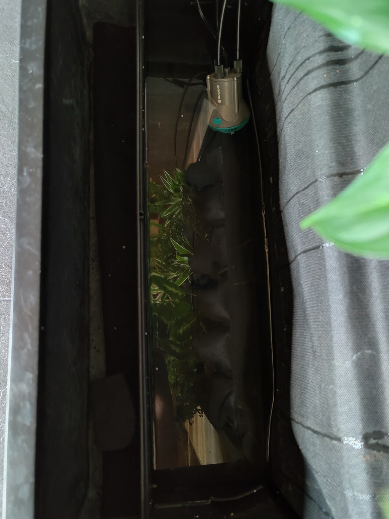 Tight view through a narrow gap: plant at the bottom, technical device at the top.