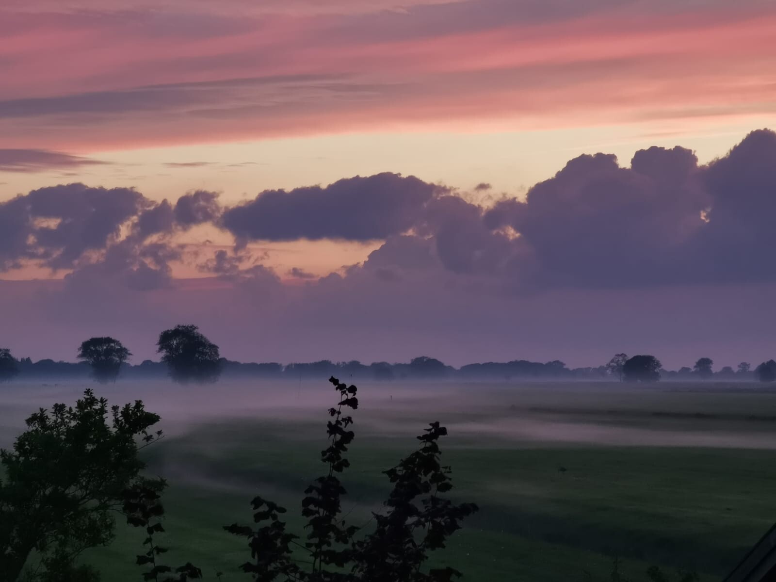 Morning sky in pink-purple, fog over fields, tree silhouettes on the horizon, bushes in the foreground.