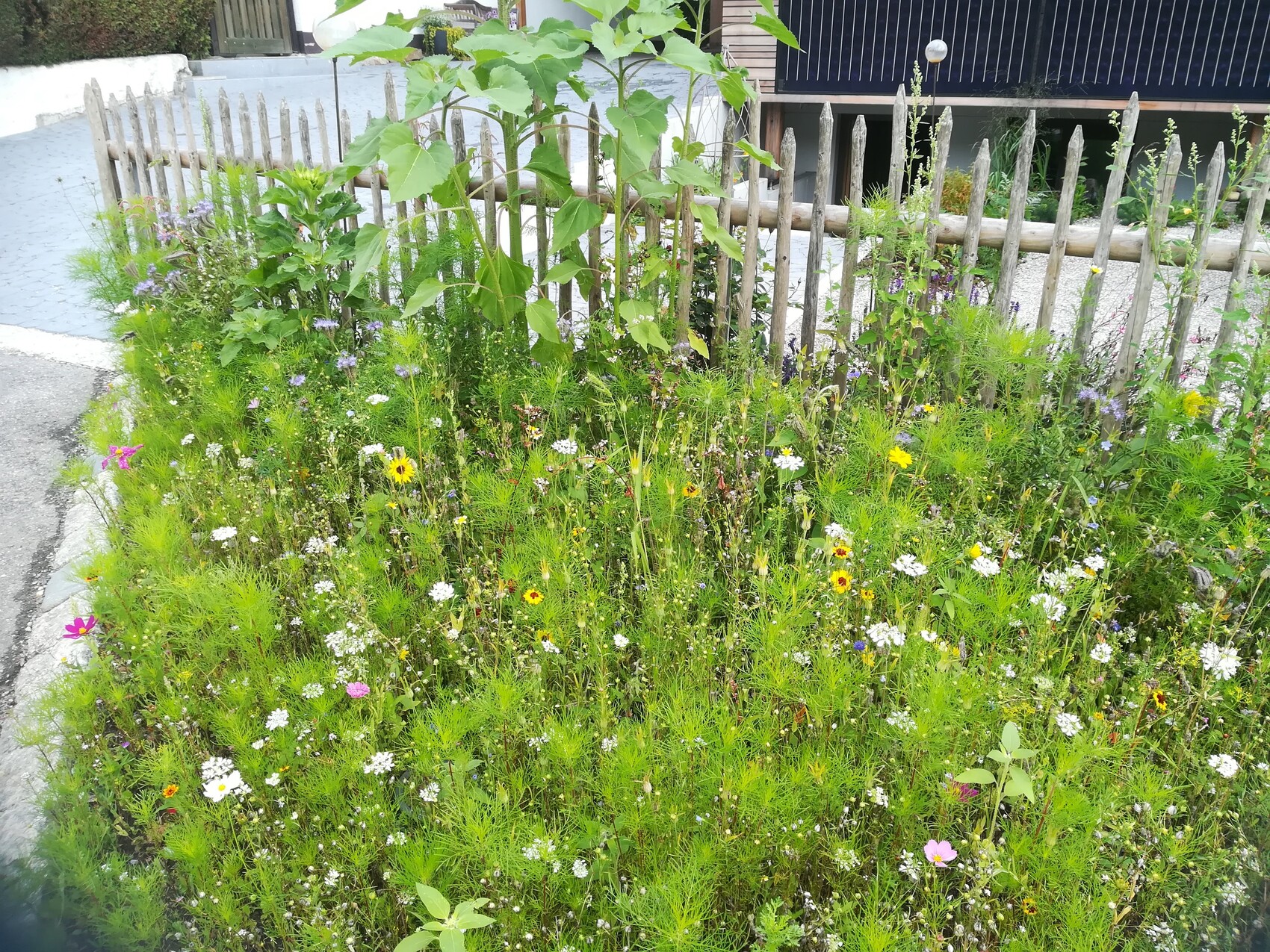 Wild garden with colorful flowers and grasses in front of a wooden fence at the roadside.