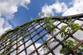 Exterior view of a trellis with green plants and blue sky.