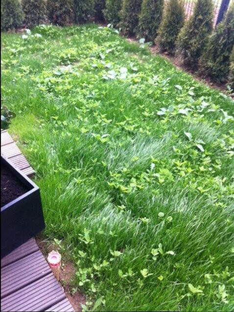 Garten mit dichtem Gras, Unkraut und einem Hochbeet am linken Bildrand
