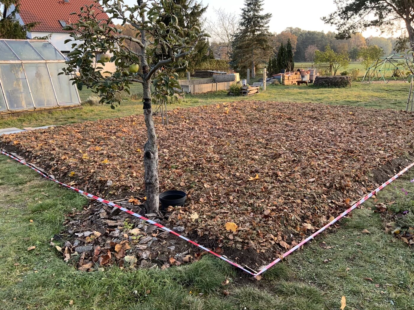 Junger Baum im Garten, Boden bedeckt mit Herbstlaub, Absperrband markiert Beet, Gewächshaus links.