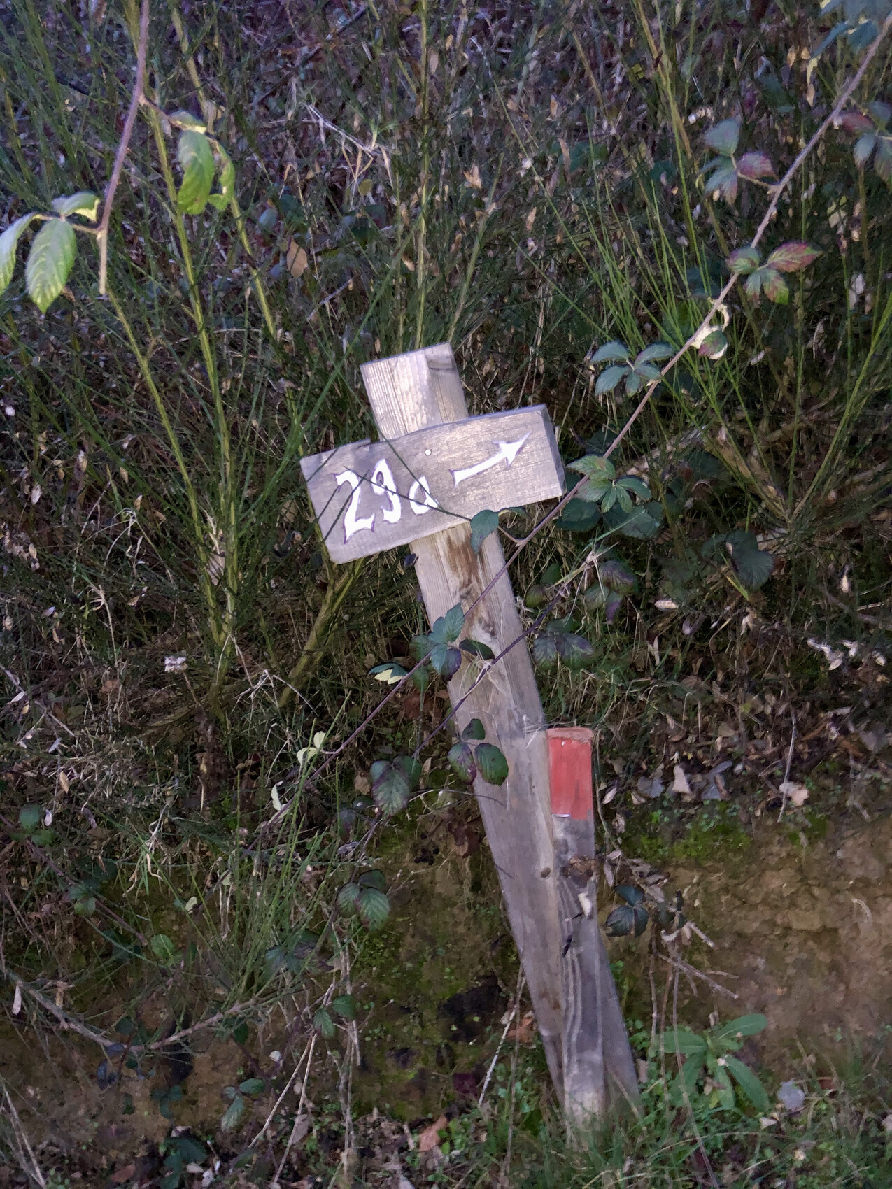 Holzwegweiser mit Pfeil nach rechts, Nummer 29, vor dichter Bepflanzung.