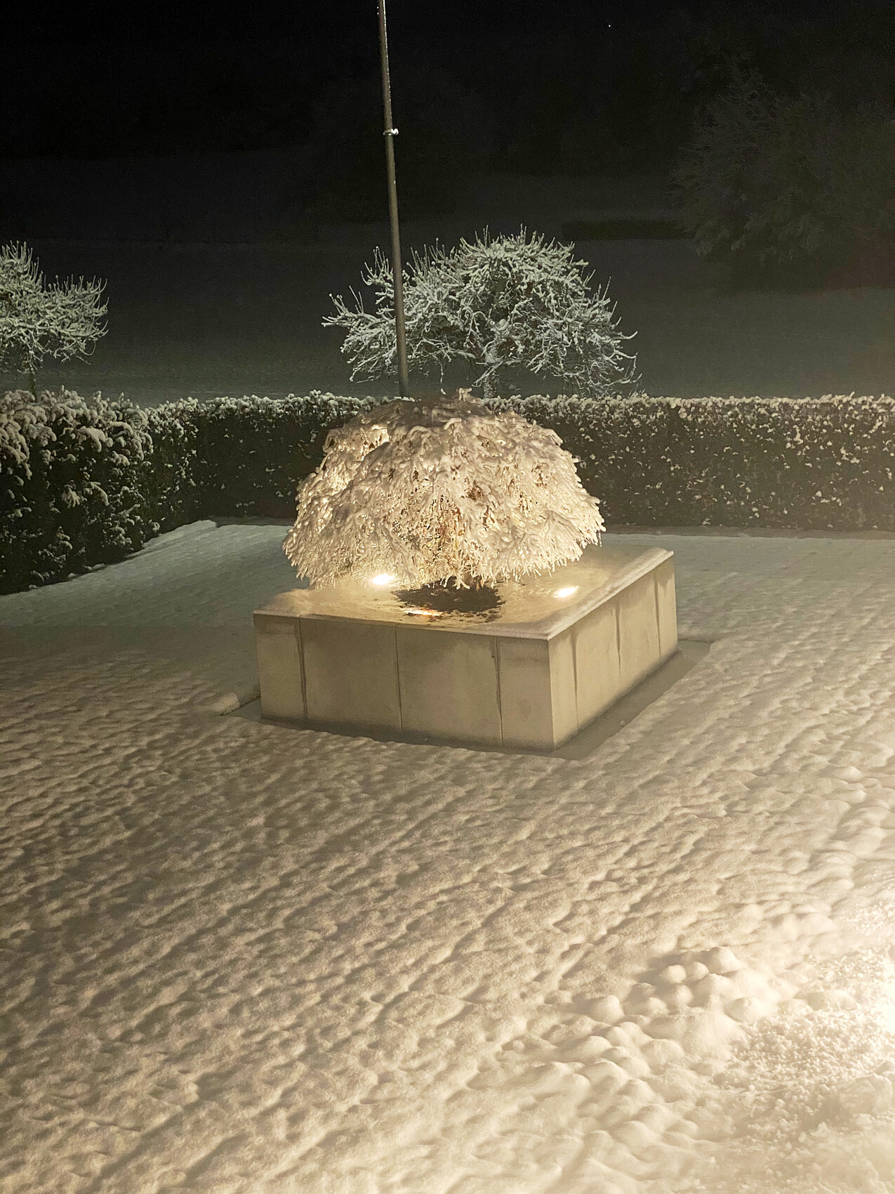 Night scene: snow-covered bush on a square stone pedestal, illuminated by lights.
