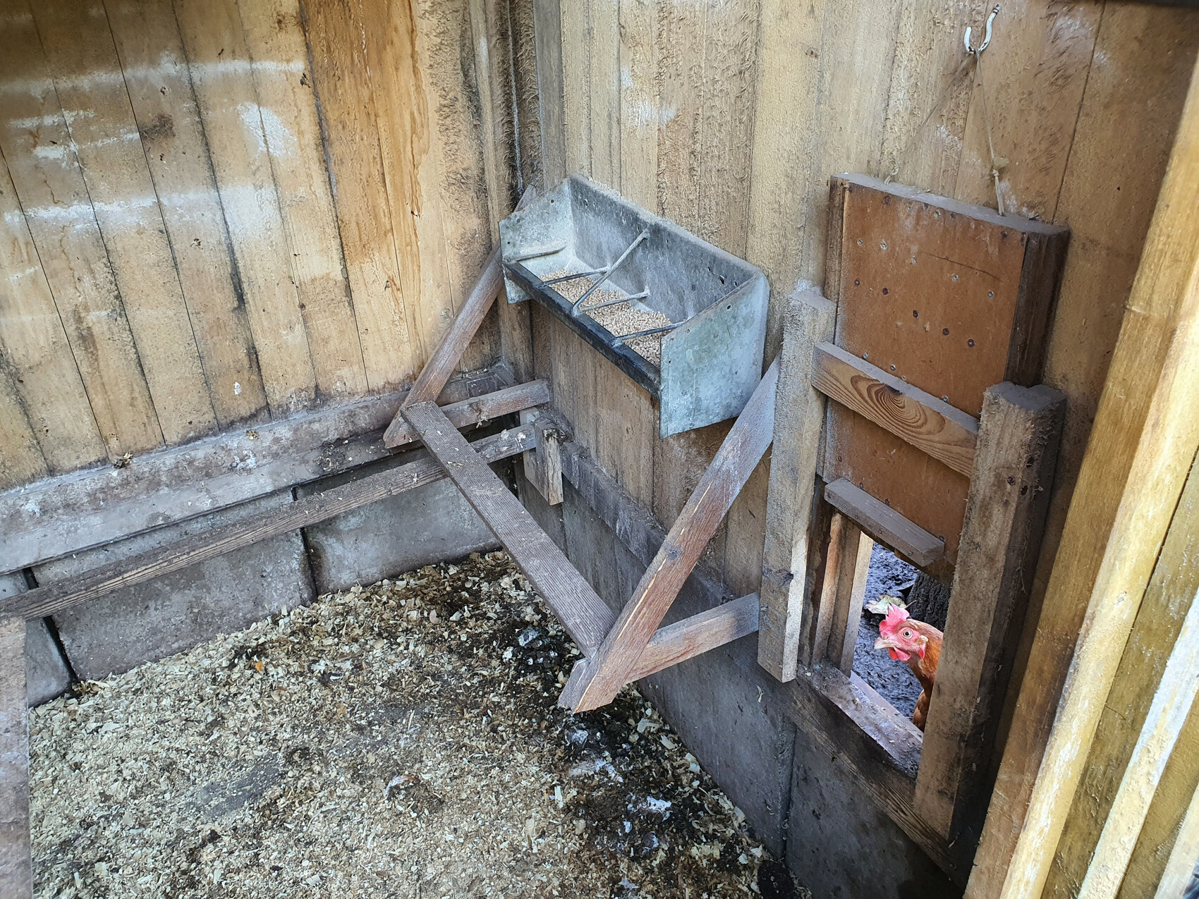 Hühnerstall-Innenansicht mit Metallfuttertrog, Holzwänden und Huhn schaut durch Öffnung