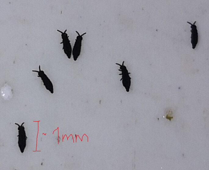 Small black insects about 1 mm (0.04 inches) long on a white surface, flat oval with antennae.