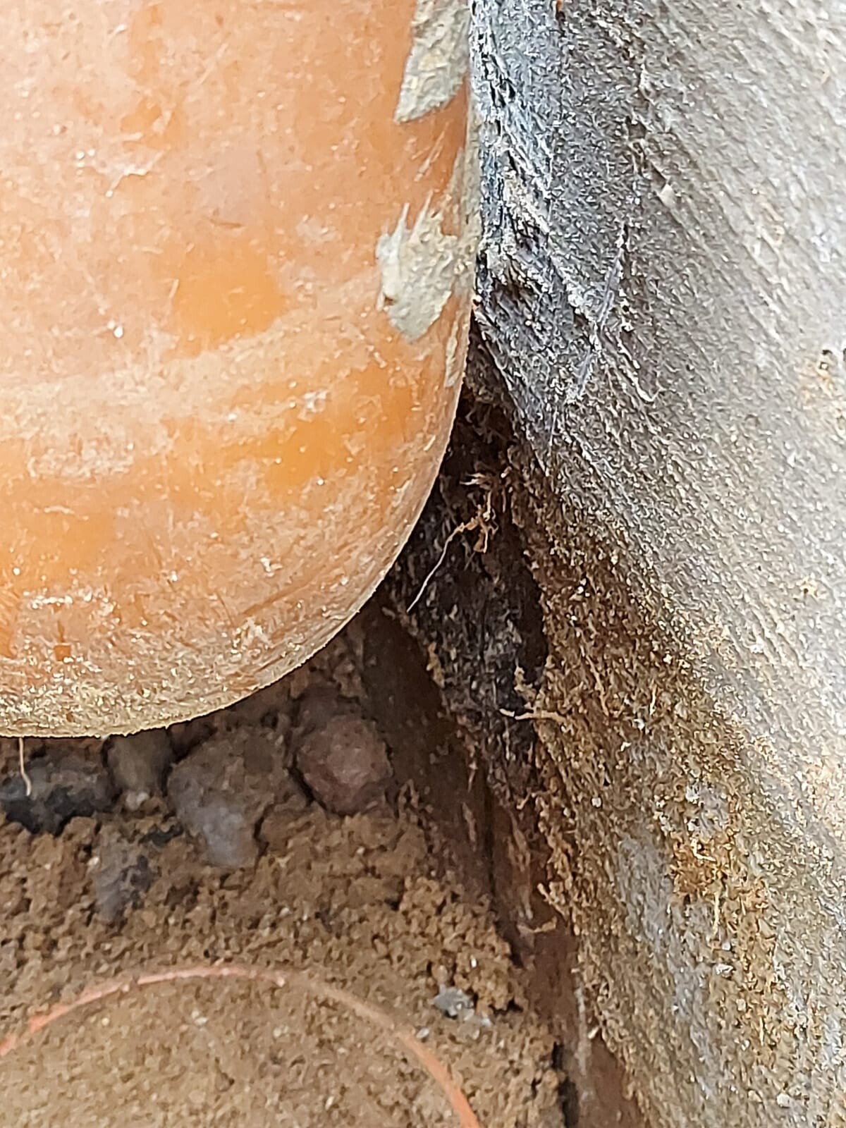 Close-up of a terracotta pot next to a tree trunk; soil and roots are visible.