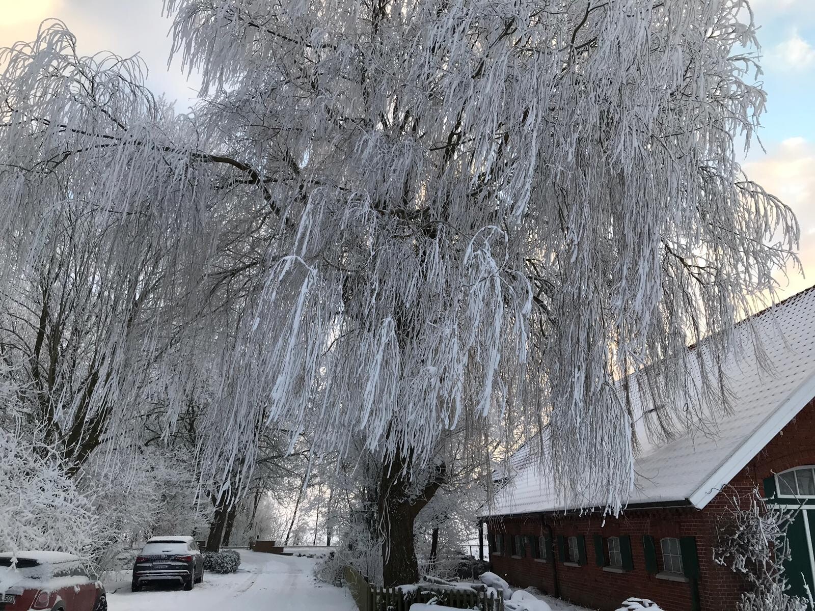 Large tree with ice-covered branches, snowy road, red brick house in the background.