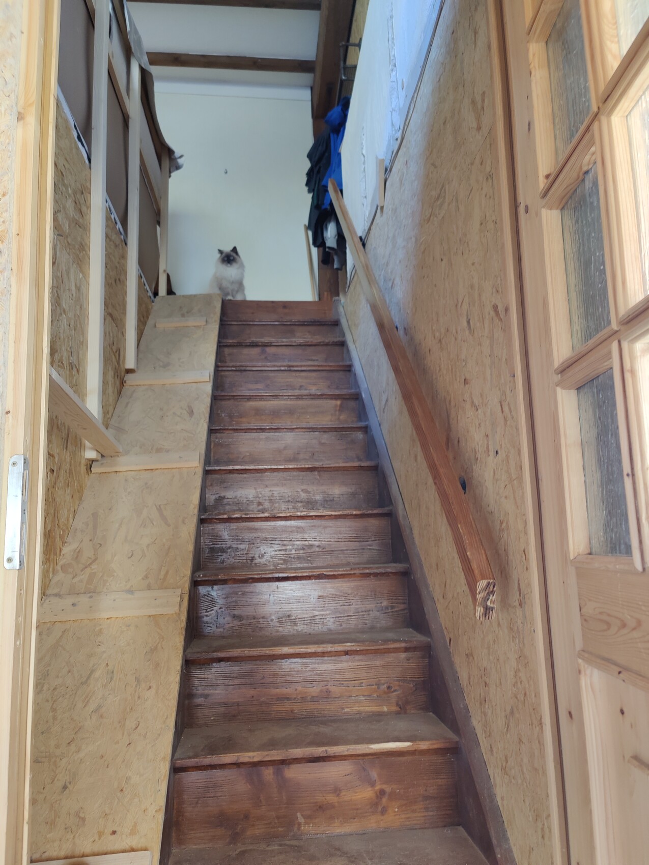 Wood staircase under renovation, cat sitting on the railing upstairs inside the house.