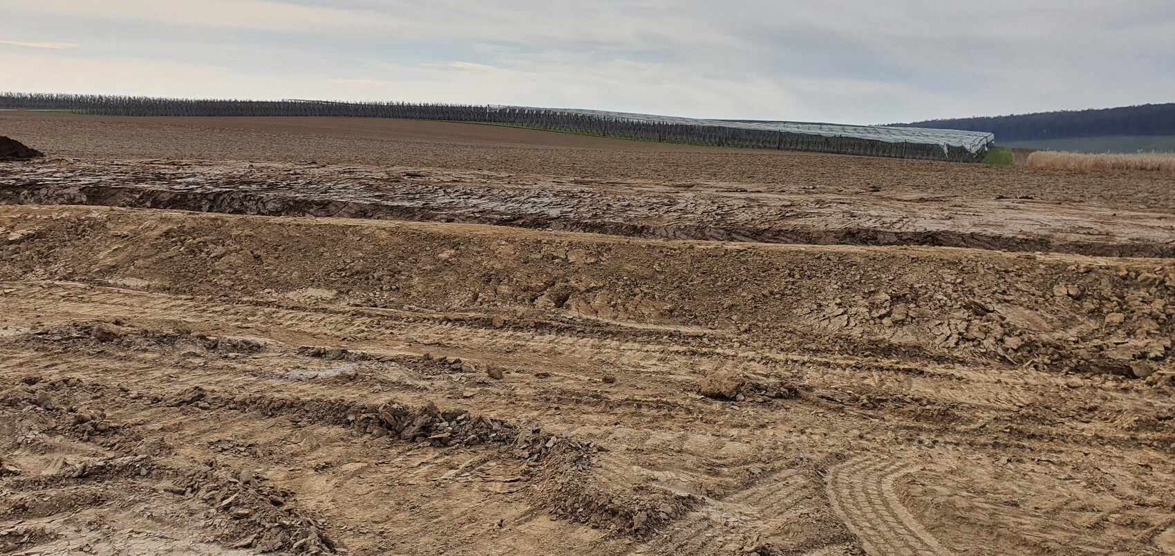 Muddy earth surface with tracks; background: row of trees and plastic roof over the field.