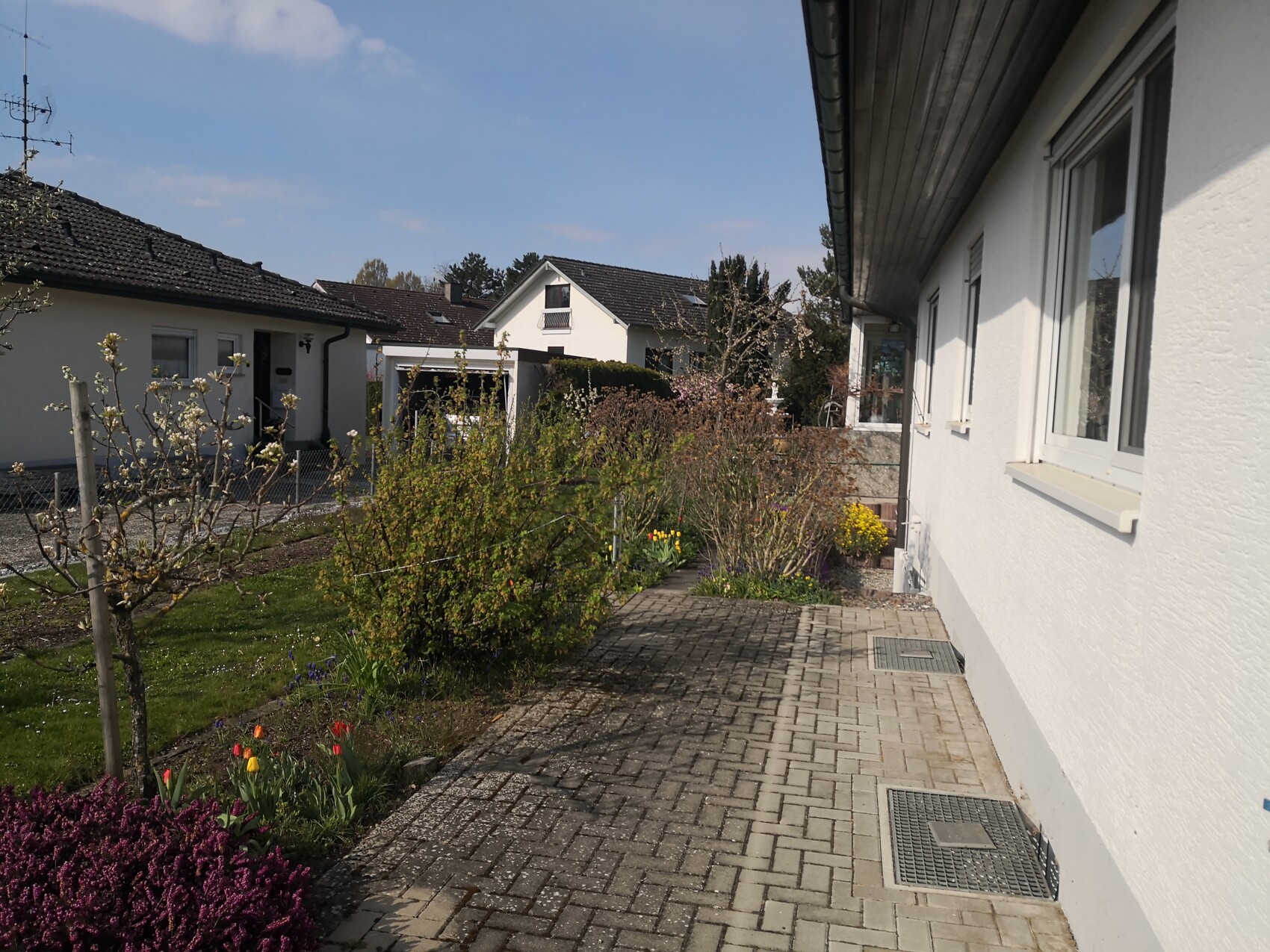 Garden path along white detached houses, paved pathway, flower bed with tulips.