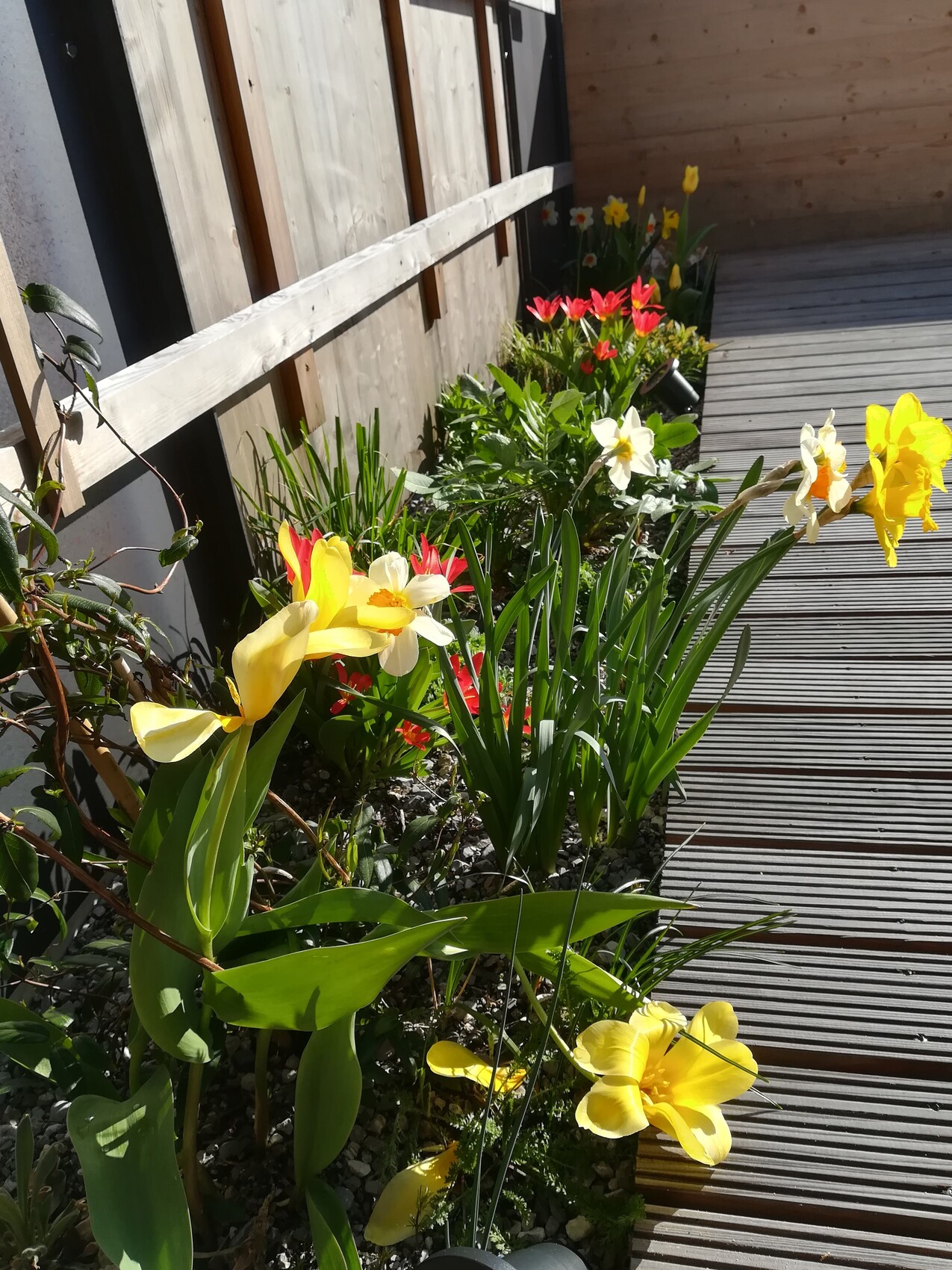 Flower bed with yellow and white daffodils as well as red tulips along a wooden path next to a wooden wall.