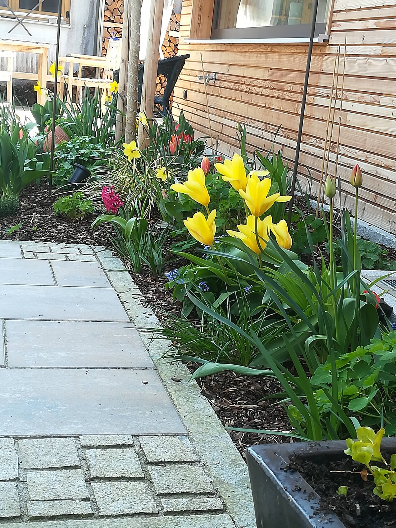 Stone-paved path next to the wooden house with yellow tulips, daffodils, and green bed.