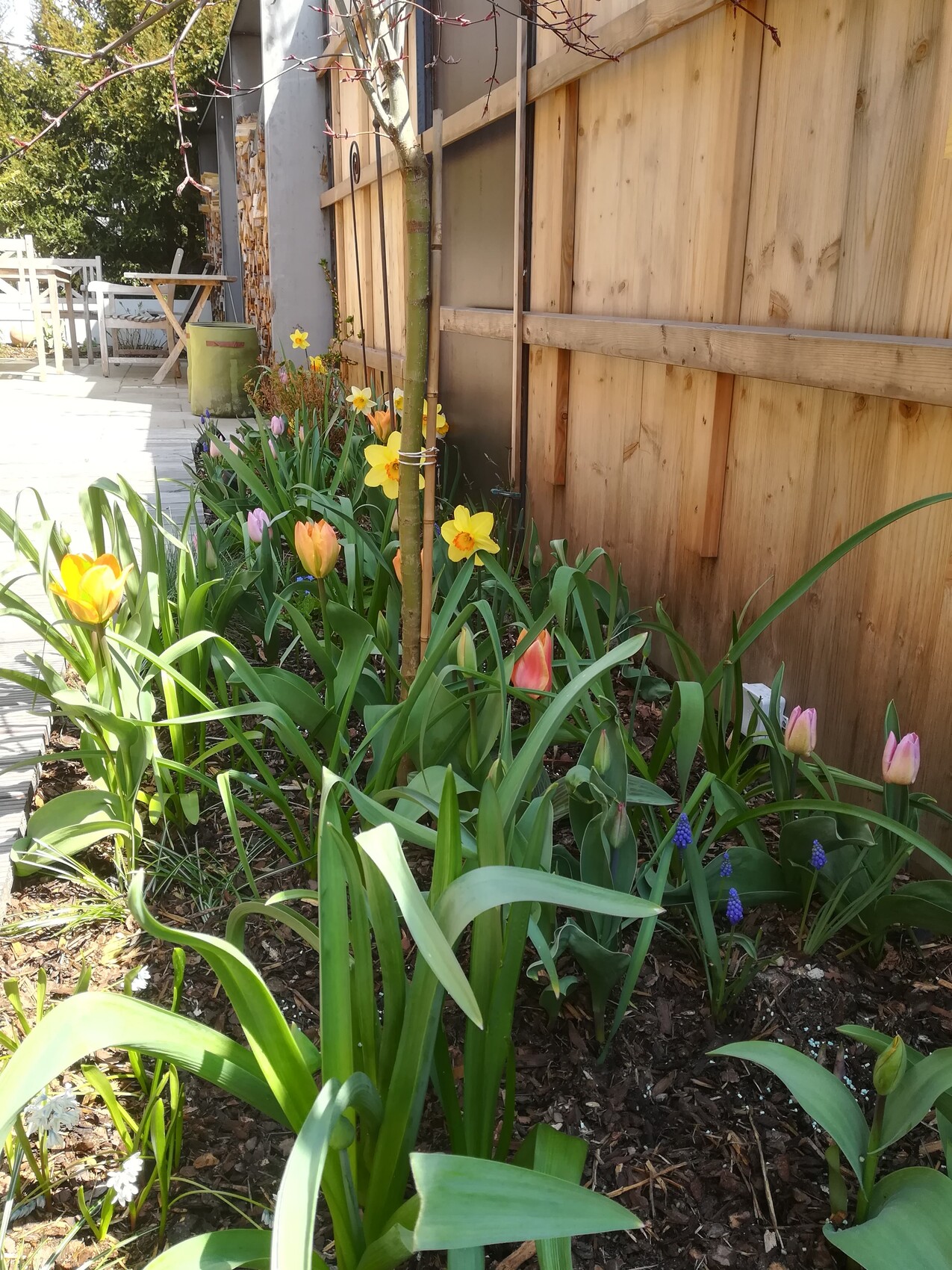 Flower bed by a wooden fence: yellow daffodils, pink tulips, blue grape hyacinths; garden pathway.