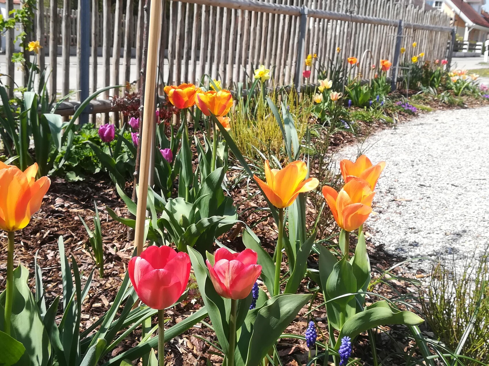 Orange and pink tulips in a bed by a wooden fence, gravel path on the right side of the image.