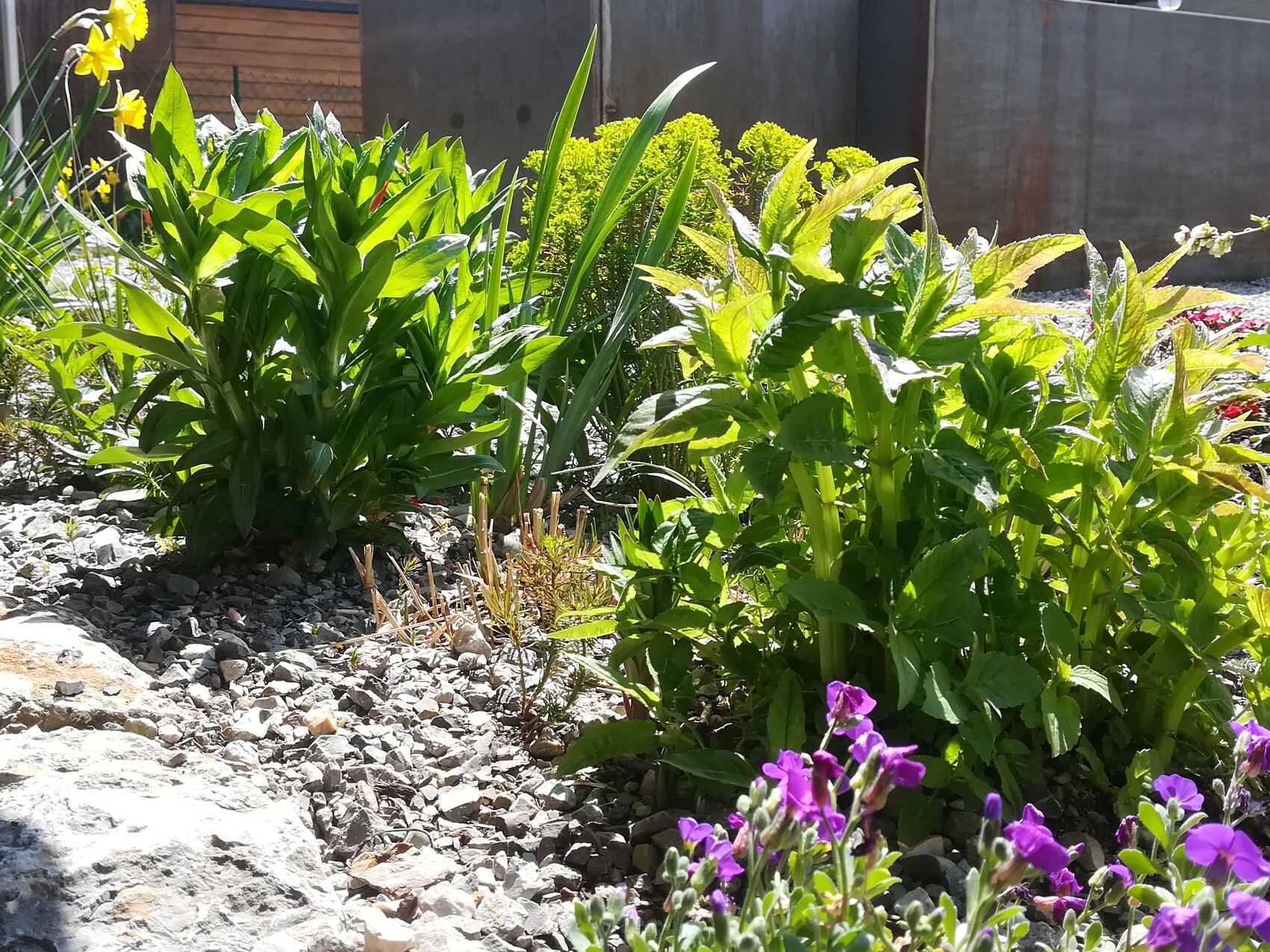 Garden bed with green leaves, purple flowers in the front, gravel ground and fence in the background.