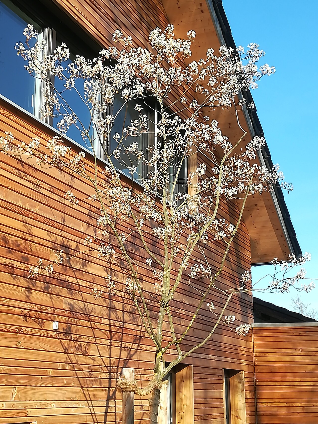 Tree with white blossoms in front of a wooden house and window, blue sky.