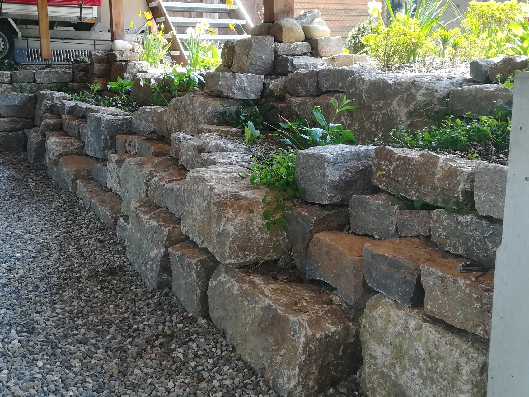 Large rubble stone wall as retaining wall with green plants and yellow flowers, gravel ground in front.