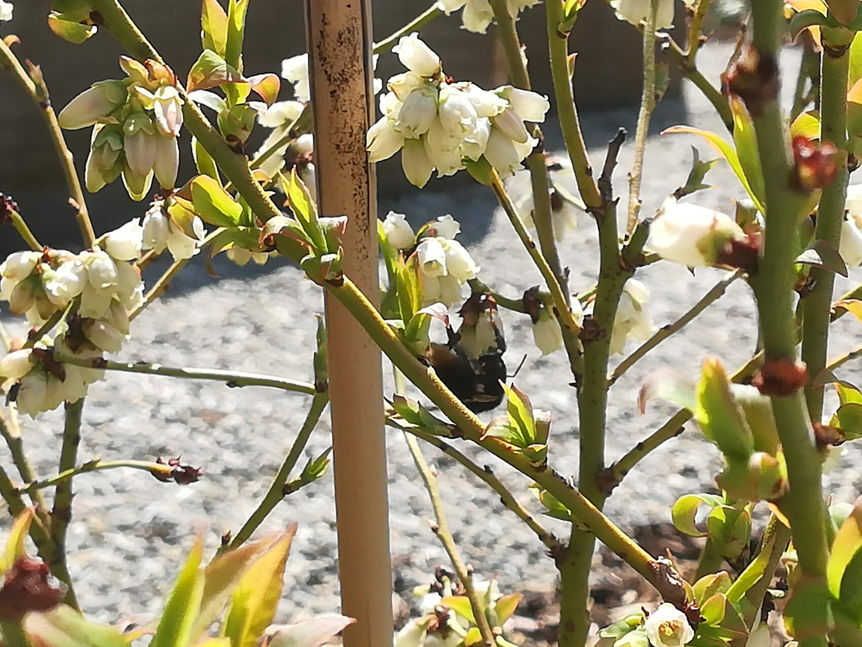 White blossoms on a shrub, green branches, support, gravel ground in the background.