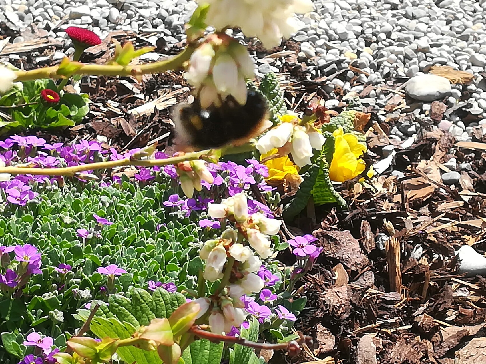Garden bed with purple, yellow, and white flowers, green foliage, mulch, and pebbles.