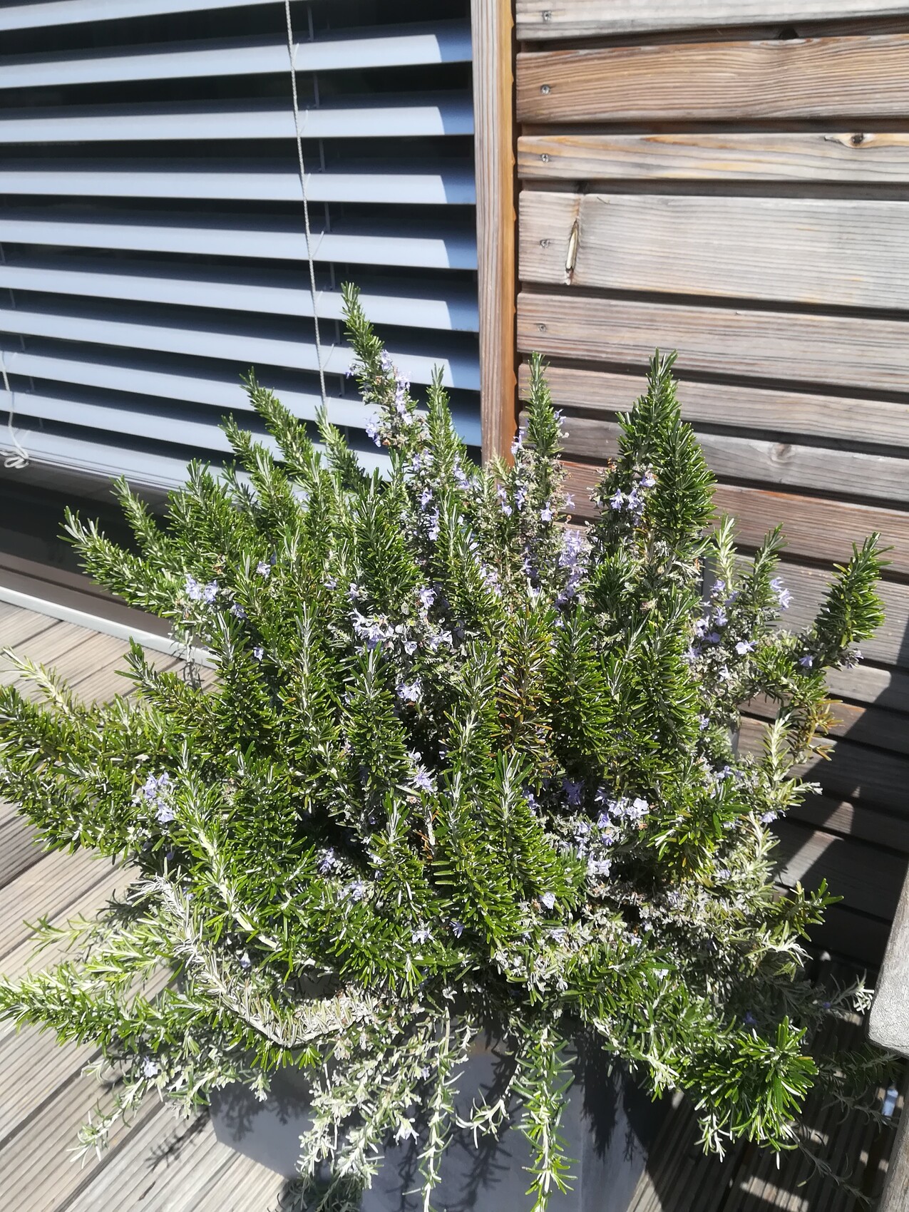 Rosemary bush in a pot with violet flowers in front of wooden terrace cladding.
