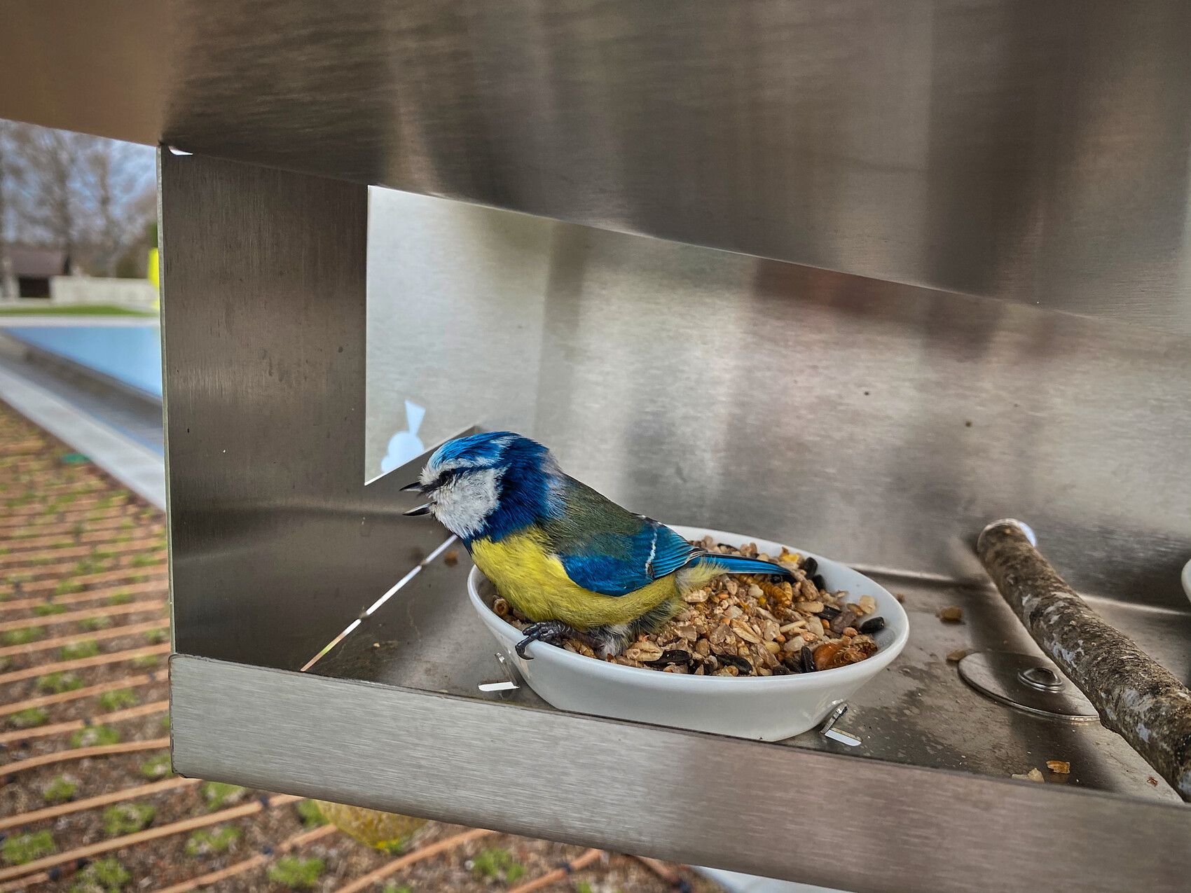 Small blue bird with yellow belly sitting in a metal feeding dish full of seeds.