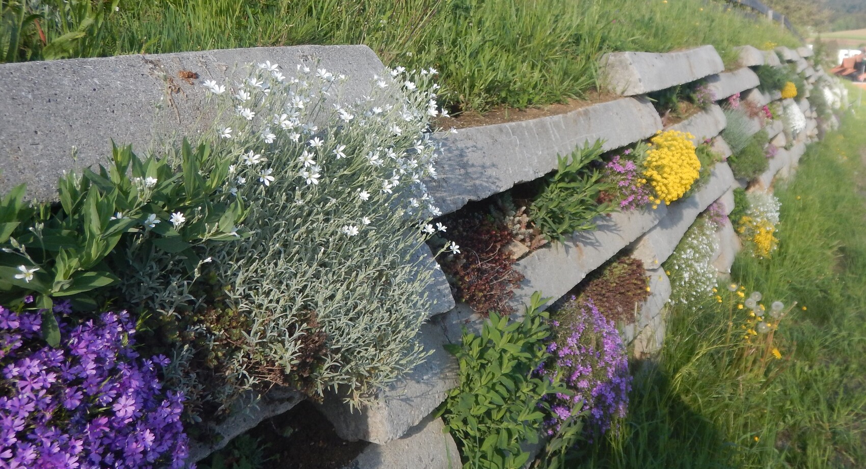 Stepped concrete wall with colorful flower bed of white, yellow, and purple blooms on a slope