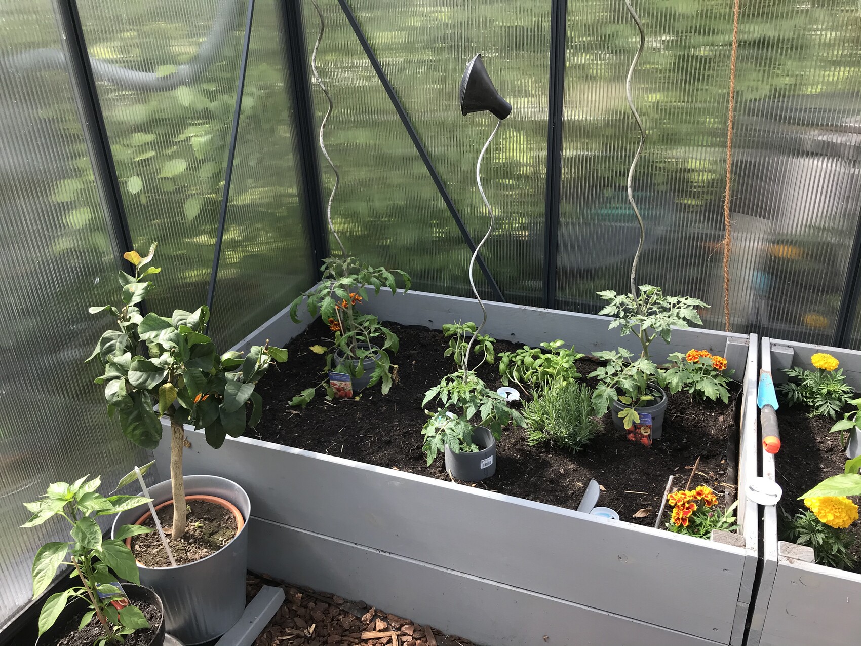 Greenhouse with raised beds: tomato plants, marigolds, herbs, and gardening tools.