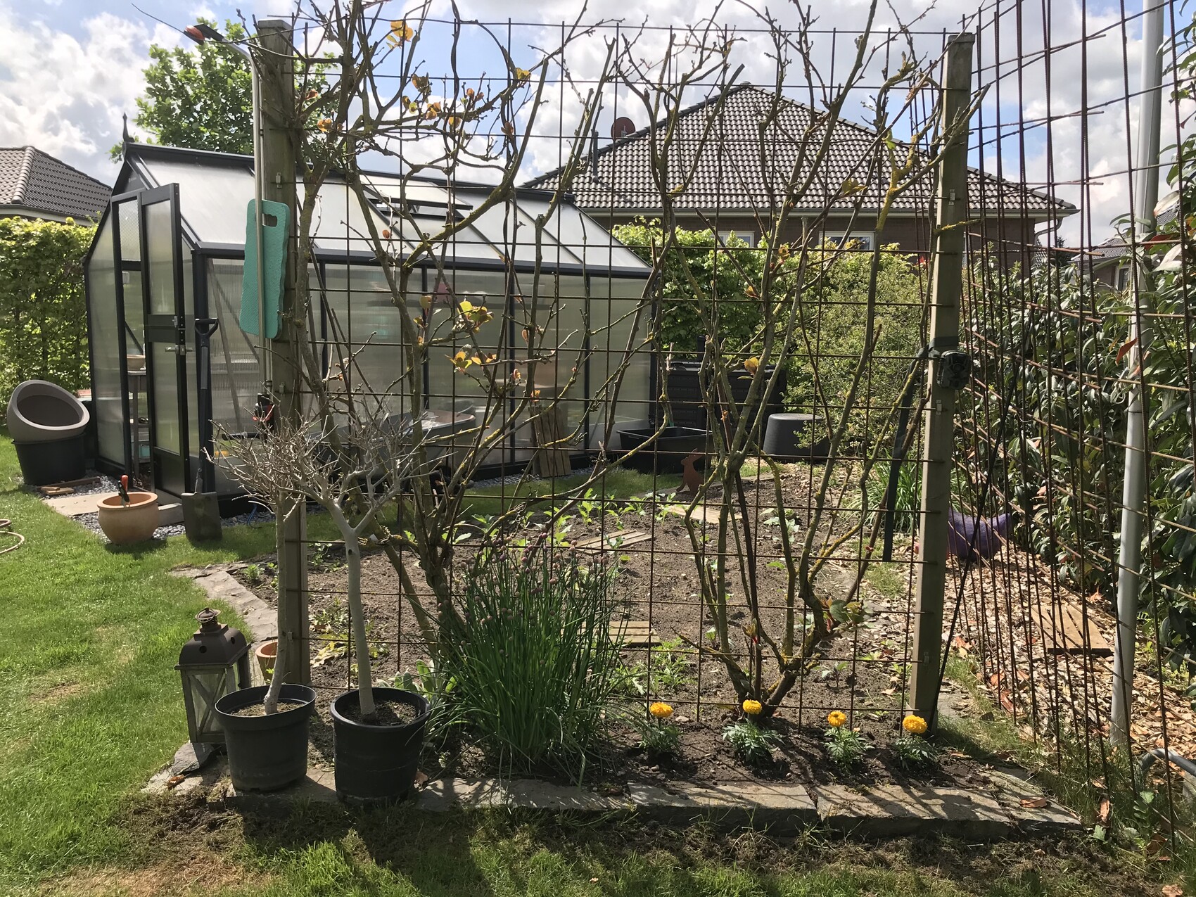Garden with wire fence, glass greenhouse on the left, two potted plants, yellow flowers in bed, sunny.