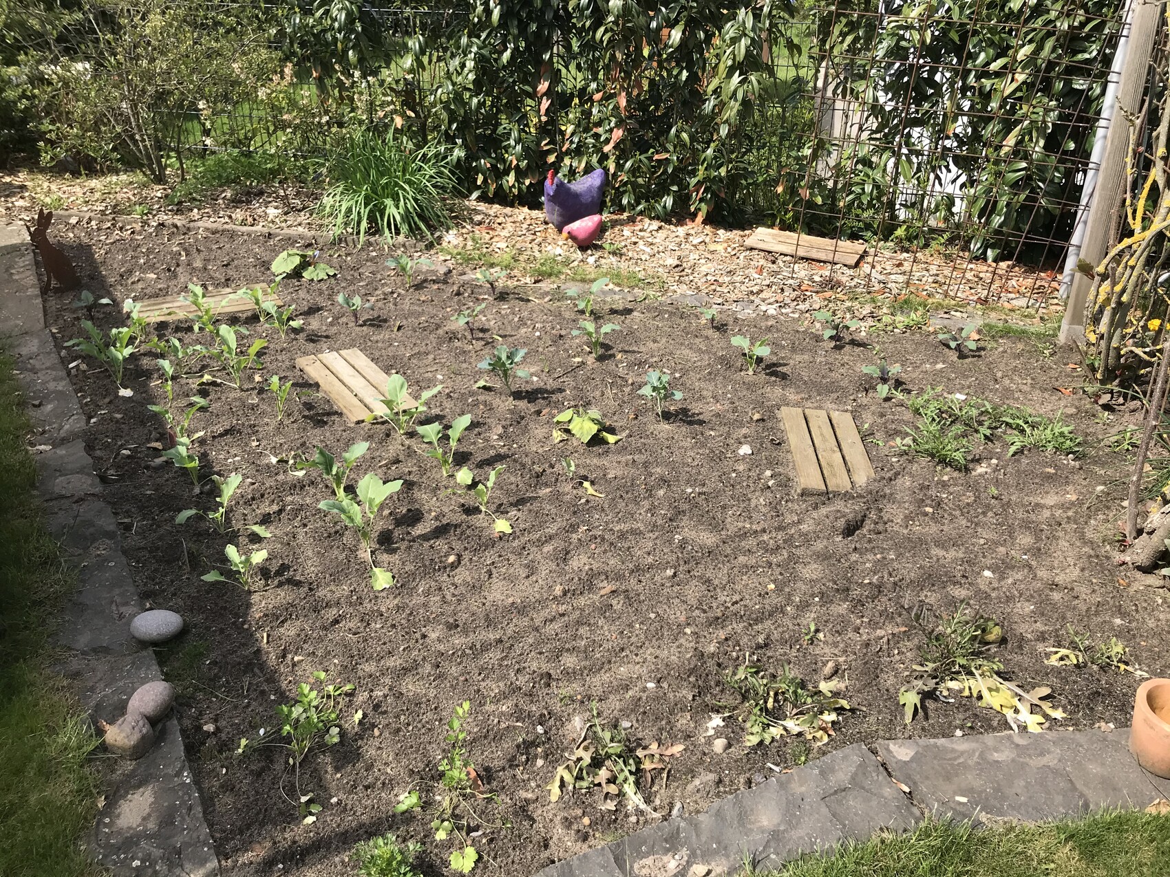 Garden bed with young vegetable plants, two wooden planks as stepping stones, fence in the background.