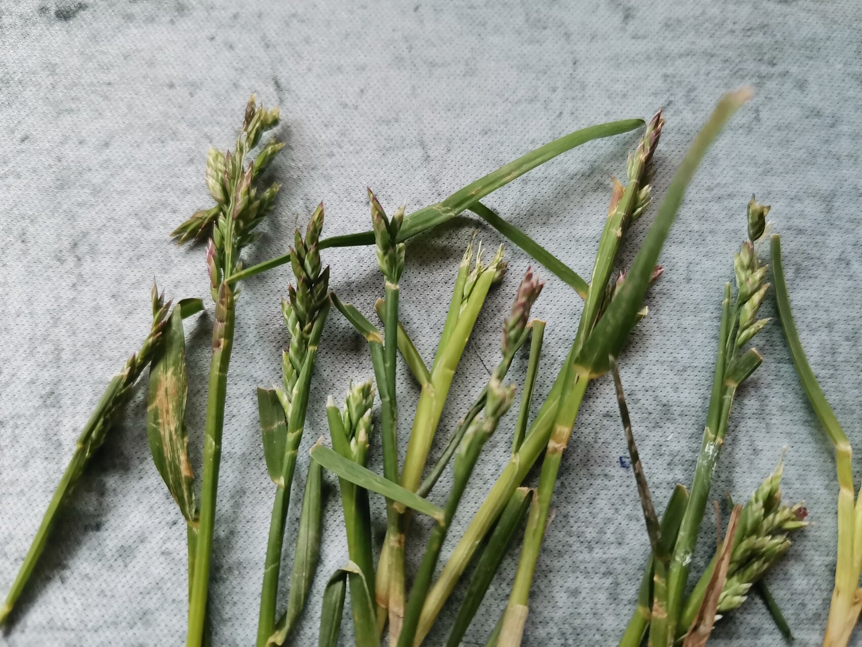 Grass-like plant parts with green panicles on gray fabric.